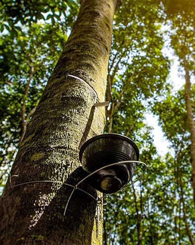Nahaufnahme eines Gummibaums mit einer Schale zur Kautschukernte im Wald
