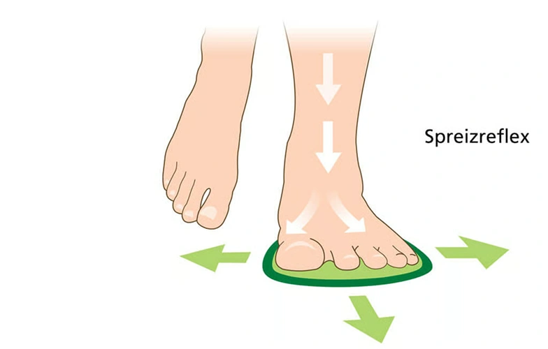 Illustration eines Fußes mit Pfeilen zur Verdeutlichung des Spreizreflexes